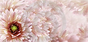 Floral white-red beautiful background.  Flowers and petals of a white-red dahlia. Close-up. Flower composition. Greeting card for