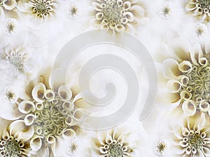 Floral white-yellow beautiful background. Wallpapers of light white flowers. Flower composition.