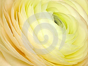 Floral yellow background. A bouquet of roses flowers. Close-up. Flower composition.