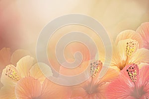 Floral yellow-pink-white background from a Hibiscus. Flowers composition. Chinese rose flowers on a sunny background.