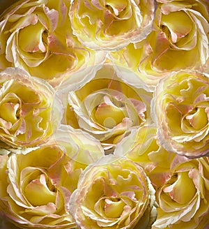 Floral yellow-white beautiful background. Flower composition of yellow-pink roses.