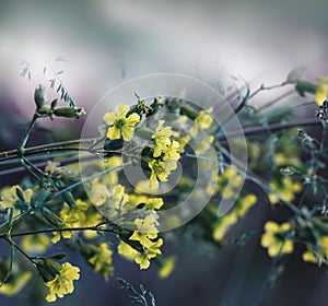 Floral yellow-white-blue beautiful background. Forest yellow flowers on a blurred background. Soft focus.