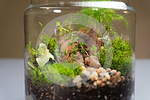 Florarium with different kinds of plants. Home decoration