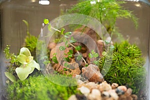 Florarium with different kinds of plants. Home decoration