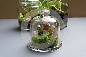 Florarium with different kinds of plants. Home decoration