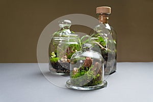 Florarium with different kinds of plants. Home decoration
