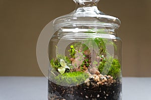 Florarium with different kinds of plants. Home decoration