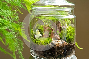 Florarium with different kinds of plants. Home decoration