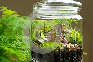 Florarium with different kinds of plants. Home decoration