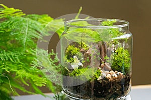 Florarium with different kinds of plants. Home decoration