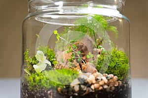 Florarium with different kinds of plants. Home decoration