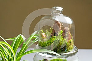 Florarium with different kinds of plants. Home decoration