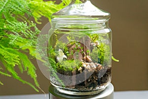 Florarium with different kinds of plants. Home decoration