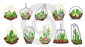 Florarium plants. Tropical cactus, flowers and succulents in geometric glass terrariums. Botanical interior decor. Mini gardens