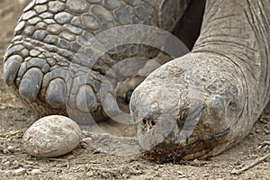 Floreana Giant Tortoise