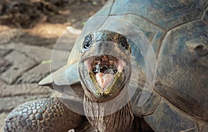 Floreana giant tortoise or Charles Island giant tortoise & x28;Chelonoidis niger niger& x29;