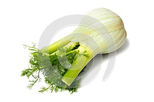 Florence fennel bulb on white