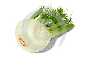 Florence fennel bulb on white