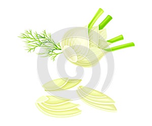 Florence fennel or finocchio bulbs set. Swollen root herbal plant vector illustration