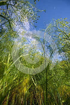 Florence fennel - foeniculum vulgare