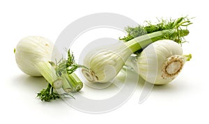 Florence fennel isolated