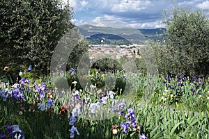 Florence, May 2021: spectacular blooming irises in the beautiful Iris Garden located in Piazzale Michelangelo in the city of