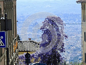 Florence seen from Fiesole photo