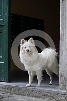 Florentine spitz (Volpino italiano) dog.