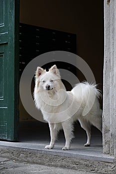 Florentine spitz (Volpino italiano) dog. photo