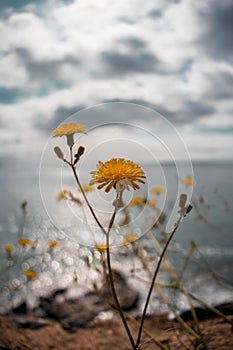 Flores amarillas con mar de fondo photo