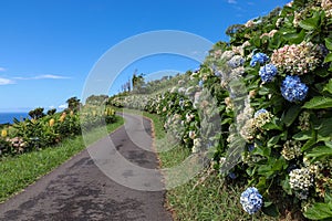 Flores, Azores - the green paradise in the Atlantic Ocean.