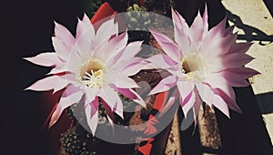 Flores de Cactus photo