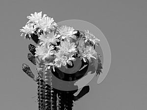 Flores de cactus en blanco y negro