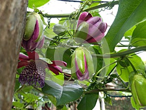 Flores de frutos photo