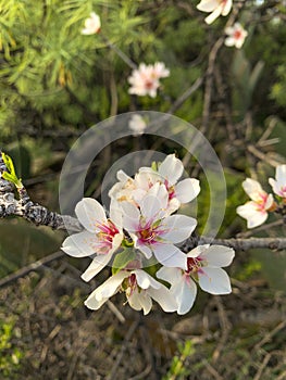 Flores del almendro photo