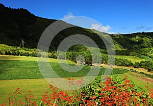 Summer flowers on the Island of Flores photo