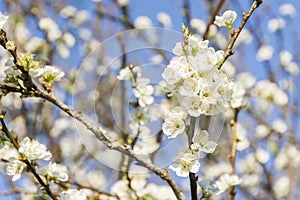 Late Winter Flowers photo