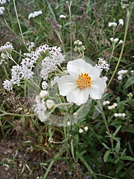 Flores, naturales, animales, cielo, sol photo