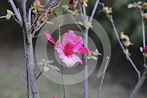 FLOWER NATURE PINK ROSA GREEN VERDE CIELO photo