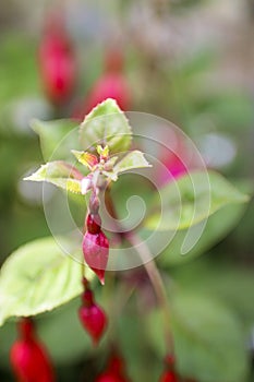 FLOWER NATURE VIOLET SKY GREEN VERDE CIELO photo