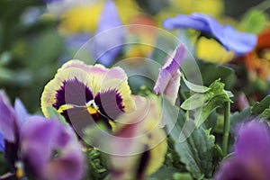 FLOWER NATURE VIOLET SKY GREEN VERDE CIELO photo