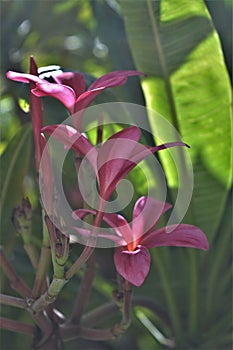 Flores Purpura en Oaxaca2 photo