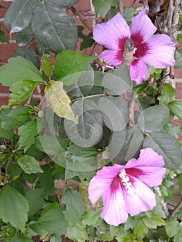 Flores purpura, purple flowers photo