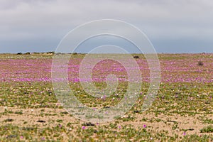 Flores rosadas en el desierto florido de atamaca en chile