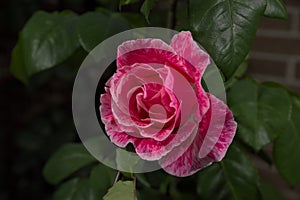 Flores rosas de mi jardin photo