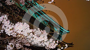 Flores Sakura frente al castillo Hiroshima