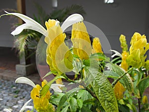 Flores Tropicales Alargadas Amarillas Y Blanco photo