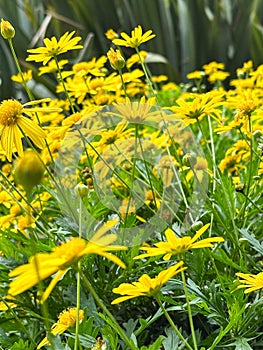 Beautiful yellow Daise flowers on a spring day photo