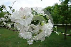 Florescence of apple in late April