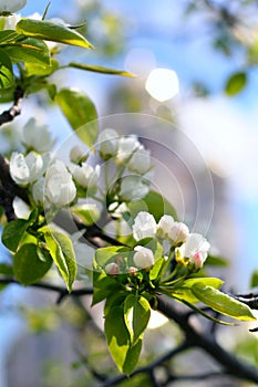 The florescence of apple tree